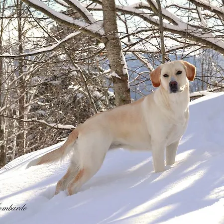 Le Antiche Orme Oda ve Kahvaltı *