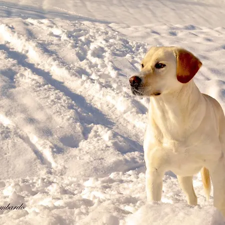Le Antiche Orme Oda ve Kahvaltı Pievepelago