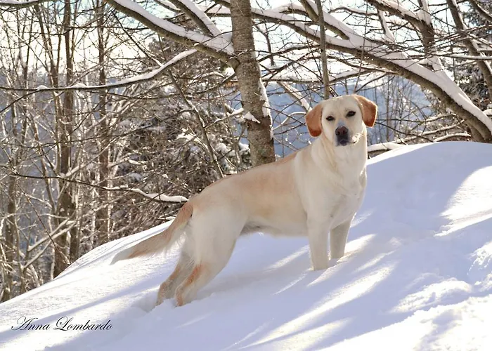 Le Antiche Orme Panzió *
