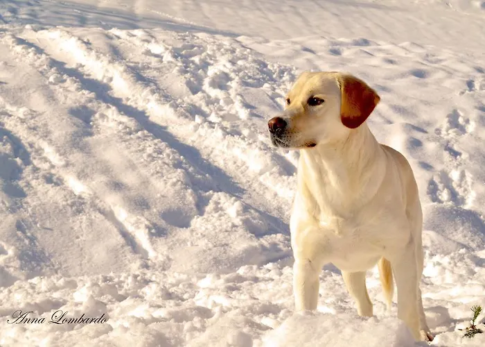 Le Antiche Orme Panzió Pievepelago